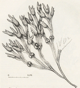 3-bladderwrack