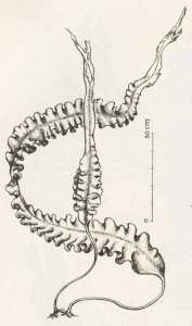 4-SugarKelp