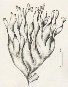 7-Dulse