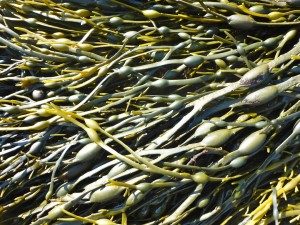 Seaweed Identification Chart