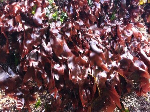 Dulse-2