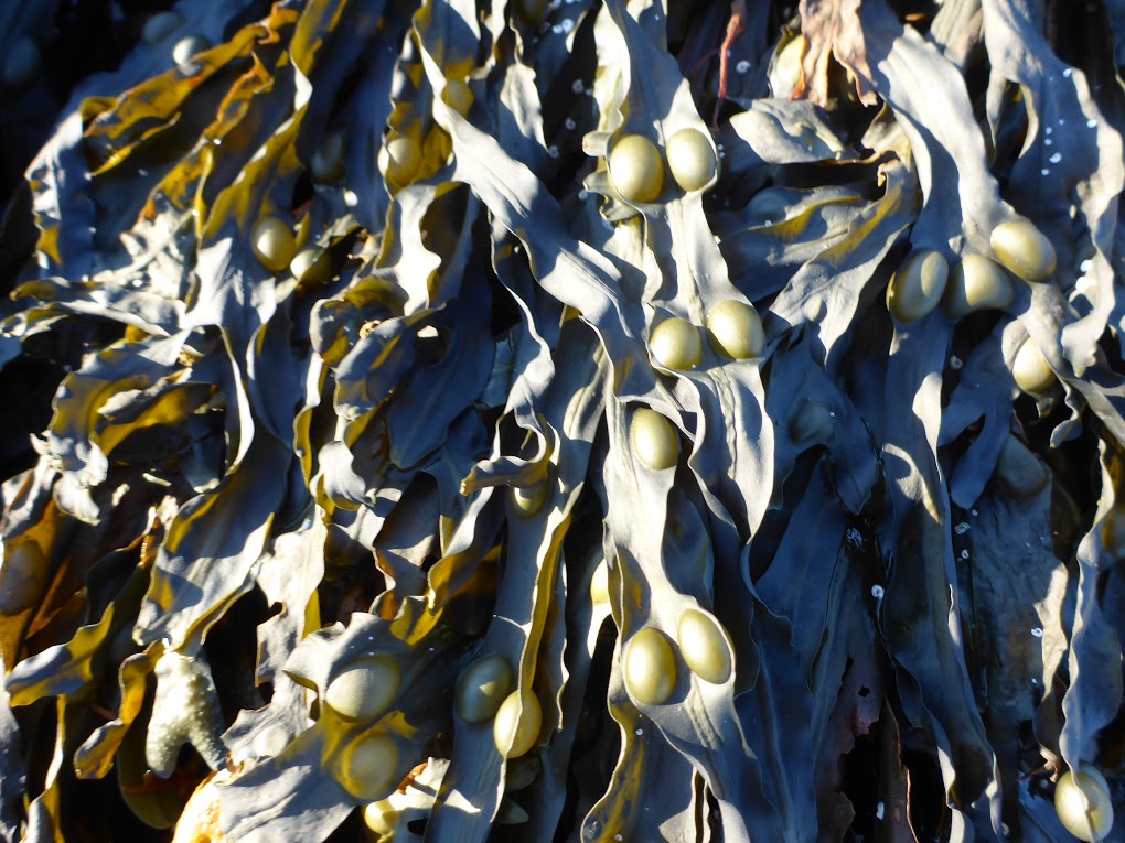 Identification Maine Seaweed Council