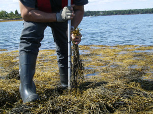 Harvesting and Processing_ Rockweed_ Mechanical Harvesting Photo 1