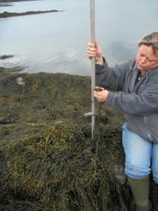 Seaweed as a Fishery_ Seaweed Stories Photo 1