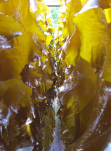 Sugar Kelp